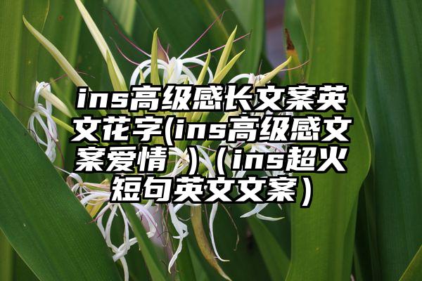 ins高级感长文案英文花字(ins高级感文案爱情 )（ins超火短句英文文案）