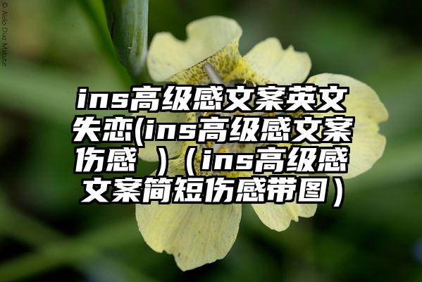 ins高级感文案英文失恋(ins高级感文案伤感 )（ins高级感文案简短伤感带图）