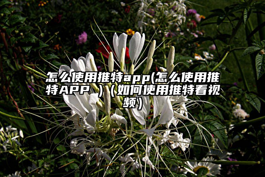 怎么使用推特app(怎么使用推特APP )（如何使用推特看视频）
