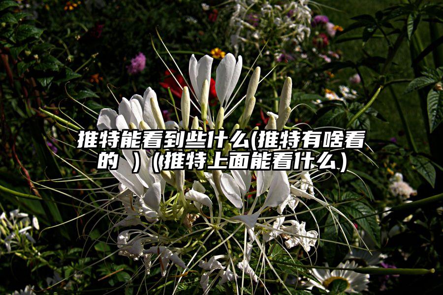 推特能看到些什么(推特有啥看的 )（推特上面能看什么）