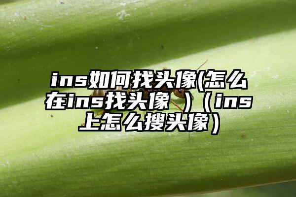 ins如何找头像(怎么在ins找头像 )（ins上怎么搜头像）