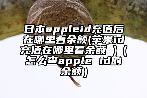 日本appleid充值后在哪里看余额(苹果id充值在哪里看余额 )(怎么查apple id的余额)