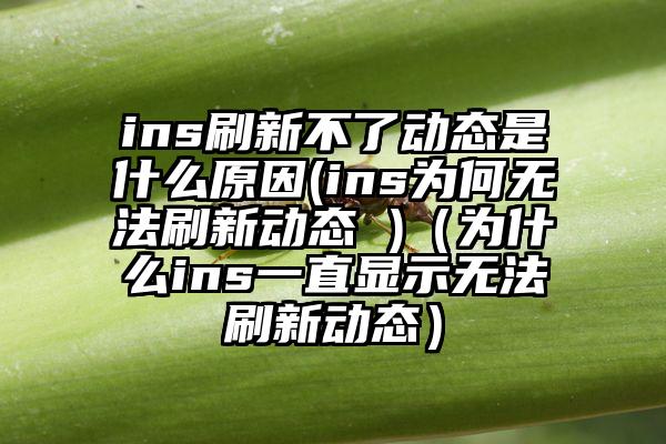 ins刷新不了动态是什么原因(ins为何无法刷新动态 )（为什么ins一直显示无法刷新动态）