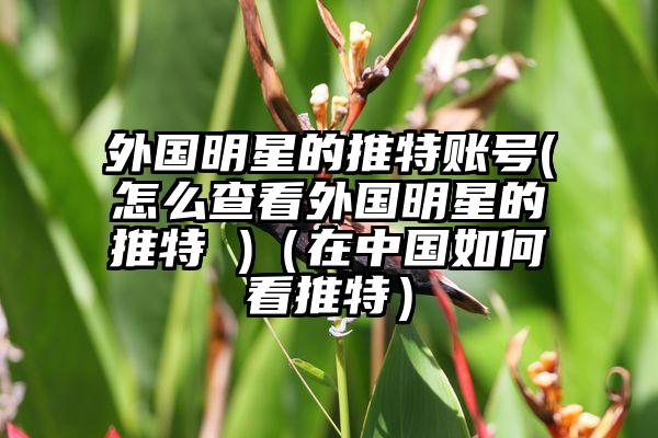 外国明星的推特账号(怎么查看外国明星的推特 )（在中国如何看推特）