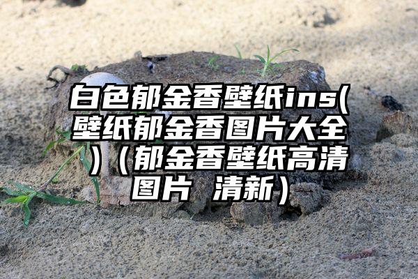 白色郁金香壁纸ins(壁纸郁金香图片大全 )（郁金香壁纸高清图片 清新）