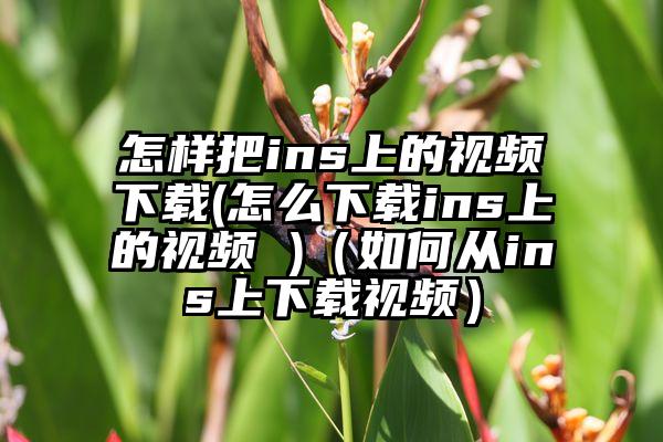 怎样把ins上的视频下载(怎么下载ins上的视频 )（如何从ins上下载视频）