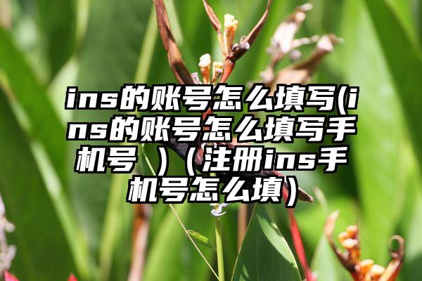 ins的账号怎么填写(ins的账号怎么填写手机号 )（注册ins手机号怎么填）