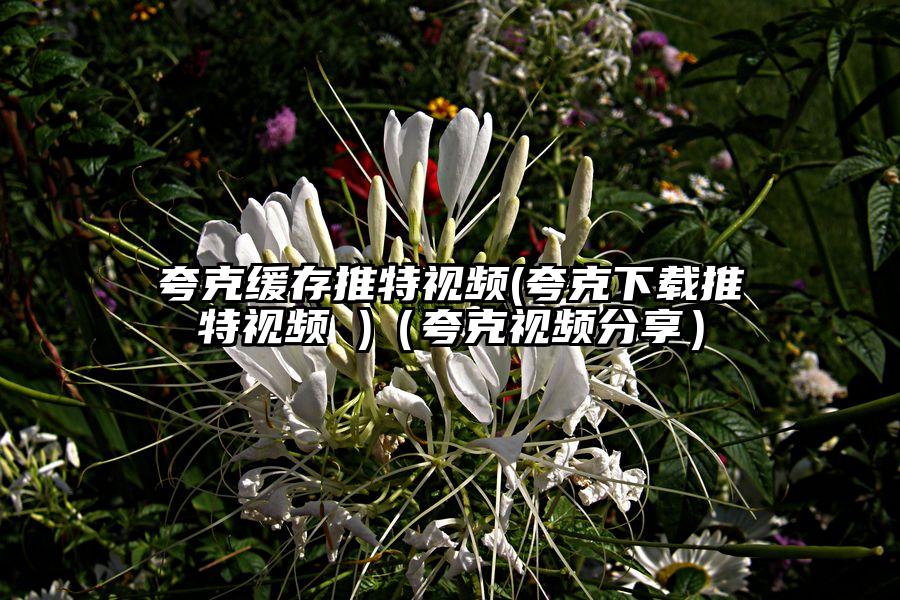 夸克缓存推特视频(夸克下载推特视频 )（夸克视频分享）