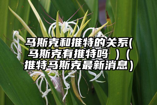 马斯克和推特的关系(马斯克有推特吗 )（推特马斯克最新消息）