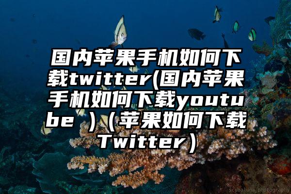 国内苹果手机如何下载twitter(国内苹果手机如何下载youtube )（苹果如何下载Twitter）