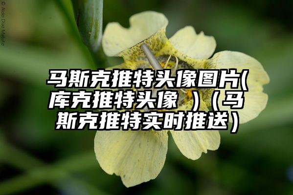 马斯克推特头像图片(库克推特头像 )(马斯克推特实时推送)