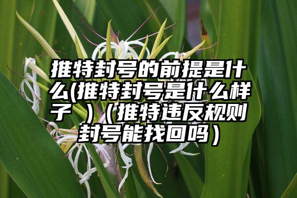 推特封号的前提是什么(推特封号是什么样子 )（推特违反规则封号能找回吗）