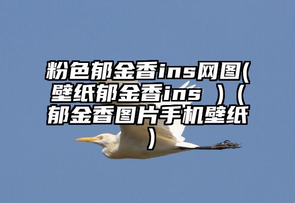 粉色郁金香ins网图(壁纸郁金香ins )（郁金香图片手机壁纸）