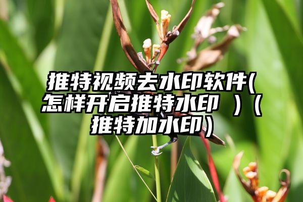 推特视频去水印软件(怎样开启推特水印 )（推特加水印）