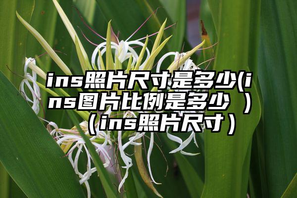 ins照片尺寸是多少(ins图片比例是多少 )（ins照片尺寸）