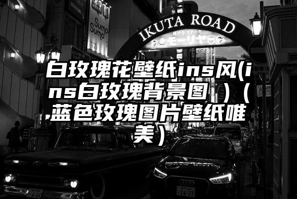 白玫瑰花壁纸ins风(ins白玫瑰背景图 )（蓝色玫瑰图片壁纸唯美）