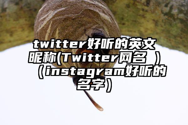 twitter好听的英文昵称(Twitter网名 )（instagram好听的名字）