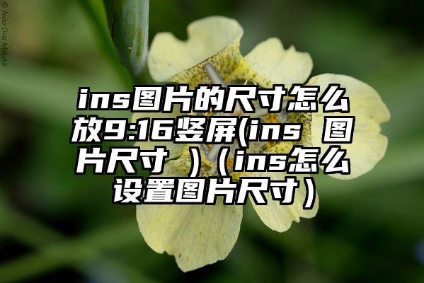 ins图片的尺寸怎么放9:16竖屏(ins 图片尺寸 )（ins怎么设置图片尺寸）