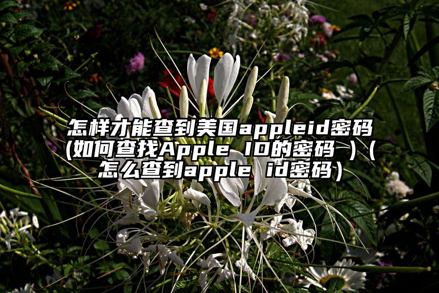 怎样才能查到美国appleid密码(如何查找Apple ID的密码 )（怎么查到apple id密码）