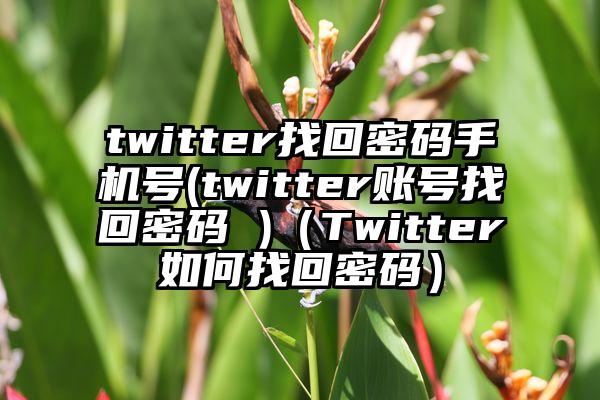 twitter找回密码手机号(twitter账号找回密码 )（Twitter如何找回密码）