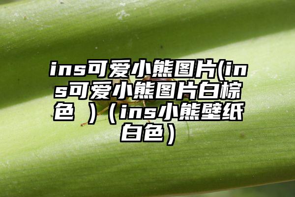 ins可爱小熊图片(ins可爱小熊图片白棕色 )（ins小熊壁纸白色）