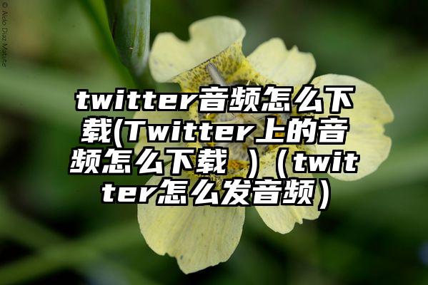 twitter音频怎么下载(Twitter上的音频怎么下载 )(twitter怎么发音频)