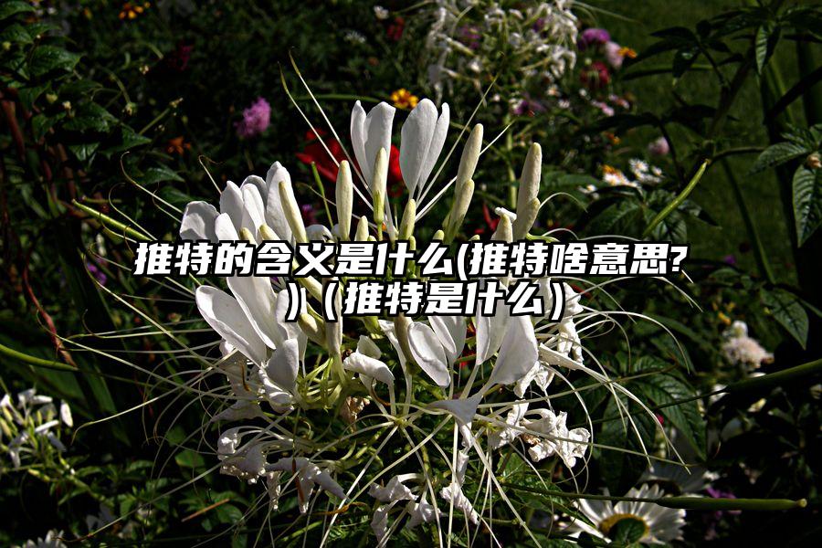 推特的含义是什么(推特啥意思? )（推特是什么）
