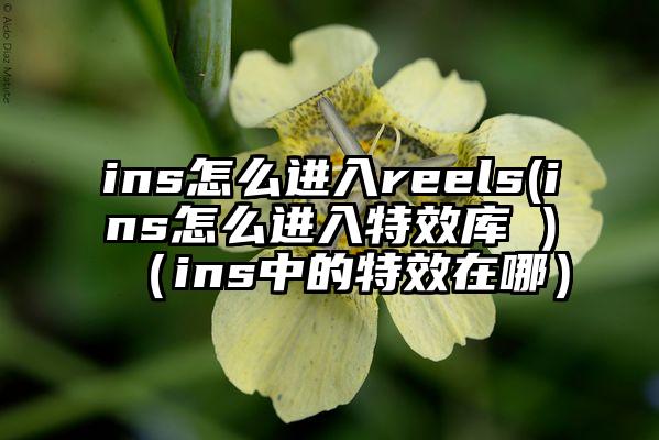 ins怎么进入reels(ins怎么进入特效库 )（ins中的特效在哪）
