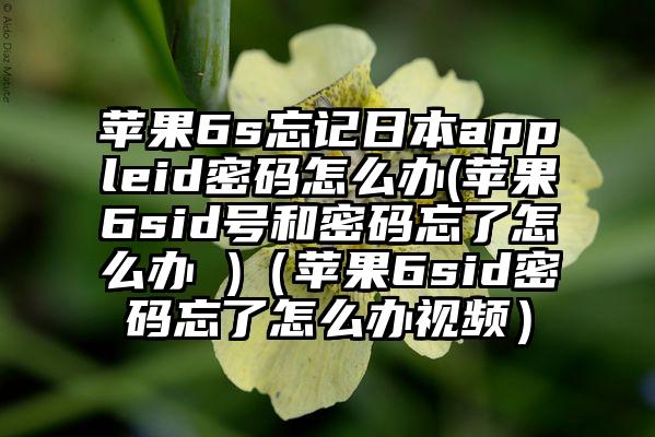 苹果6s忘记日本appleid密码怎么办(苹果6sid号和密码忘了怎么办 )（苹果6sid密码忘了怎么办视频）