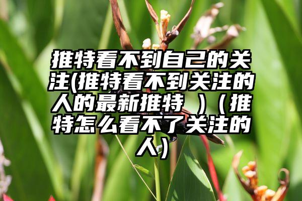 推特看不到自己的关注(推特看不到关注的人的最新推特 )(推特怎么看不了关注的人)