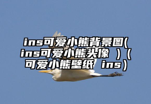 ins可爱小熊背景图(ins可爱小熊头像 )（可爱小熊壁纸 ins）