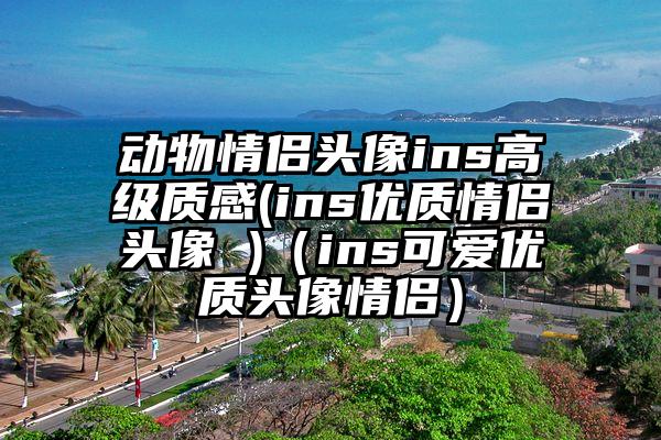 动物情侣头像ins高级质感(ins优质情侣头像 )（ins可爱优质头像情侣）