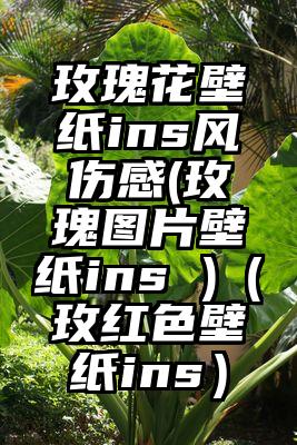 玫瑰花壁纸ins风伤感(玫瑰图片壁纸ins )（玫红色壁纸ins）