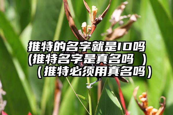 推特的名字就是ID吗(推特名字是真名吗 )（推特必须用真名吗）