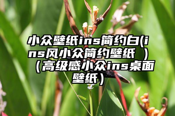 小众壁纸ins简约白(ins风小众简约壁纸 )（高级感小众ins桌面壁纸）