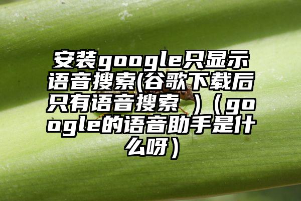 安装google只显示语音搜索(谷歌下载后只有语音搜索 )（google的语音助手是什么呀）