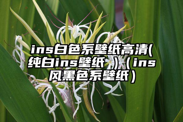 ins白色系壁纸高清(纯白ins壁纸 )（ins风黑色系壁纸）