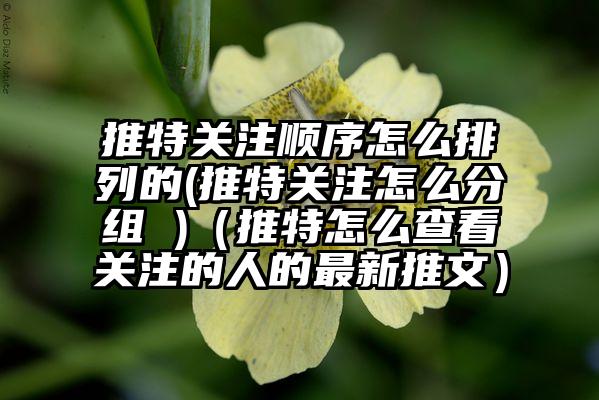 推特关注顺序怎么排列的(推特关注怎么分组 )（推特怎么查看关注的人的最新推文）