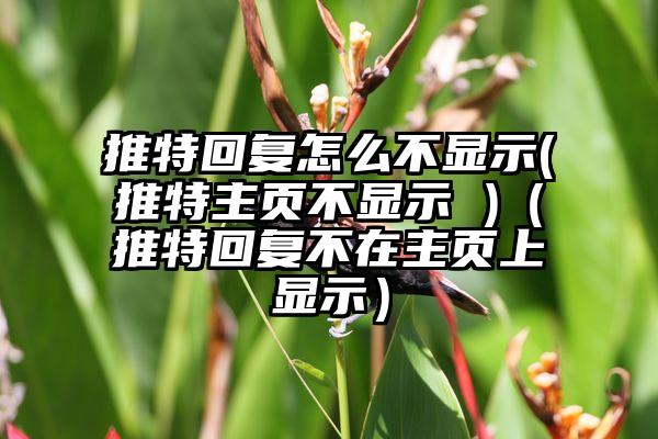 推特回复怎么不显示(推特主页不显示 )（推特回复不在主页上显示）