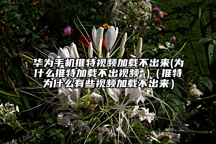 华为手机推特视频加载不出来(为什么推特加载不出视频 )（推特为什么有些视频加载不出来）