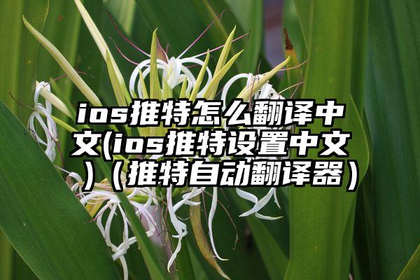 ios推特怎么翻译中文(ios推特设置中文 )(推特自动翻译器)