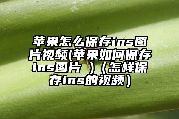 苹果怎么保存ins图片视频(苹果如何保存ins图片 )（怎样保存ins的视频）