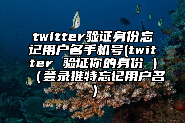 twitter验证身份忘记用户名手机号(twitter 验证你的身份 )（登录推特忘记用户名）