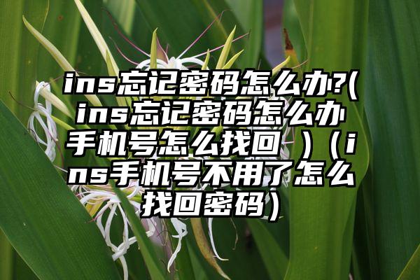 ins忘记密码怎么办?(ins忘记密码怎么办手机号怎么找回 )（ins手机号不用了怎么找回密码）